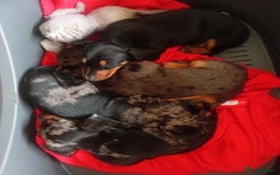 Miniature Dachshund dogs for sale: Affordable mini doxies for loving homes - Image 3