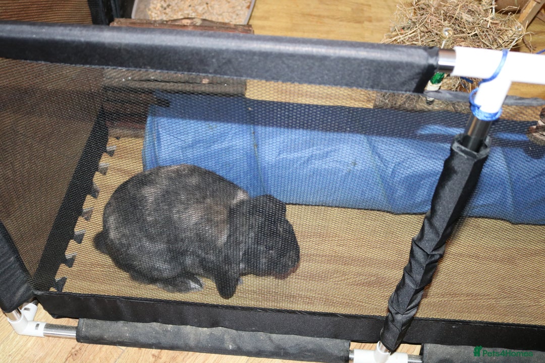 Mini Lop rabbits for sale: Mini Lop Doe - Advert 8