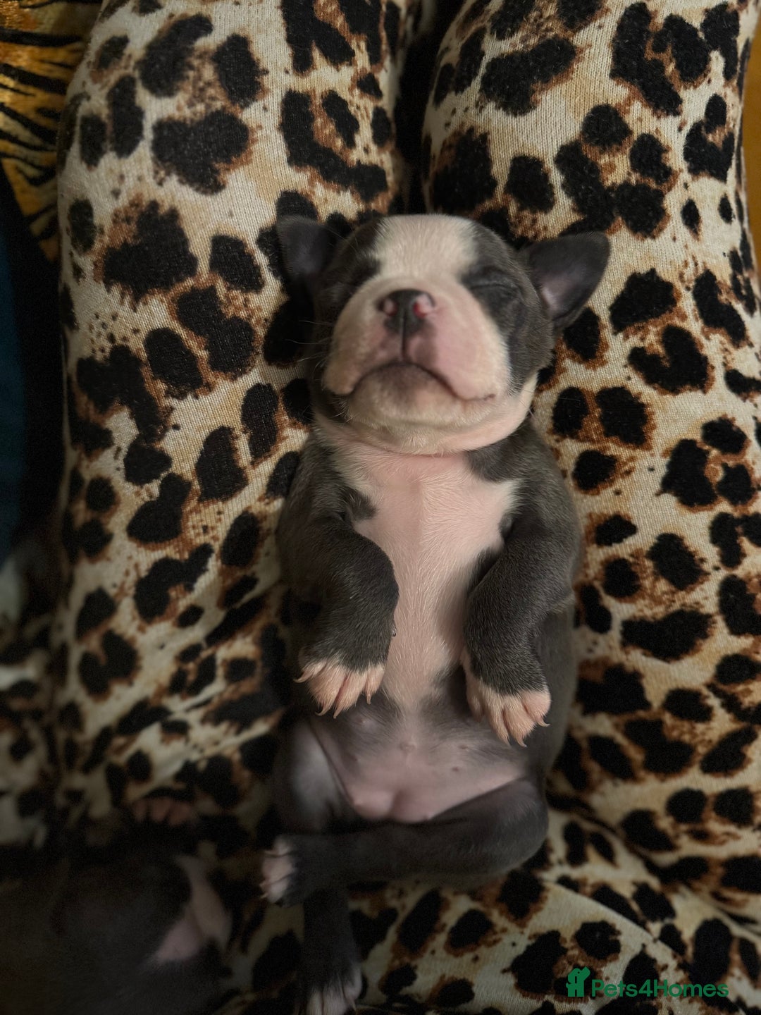 Boston Terrier dogs for sale: Exceptional Blue Boston Terrier Puppies 💙🐾 - Image 17