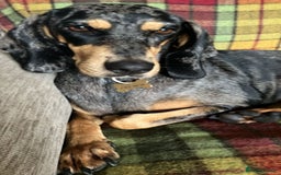 Mixed Breed dogs for adoption: Gypsy a hidden gem is looking for her forever home - Image 16