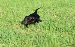Miniature Dachshund dogs for sale: Mini smooth dachshund one boy available  in Newton Abbot - Image 18