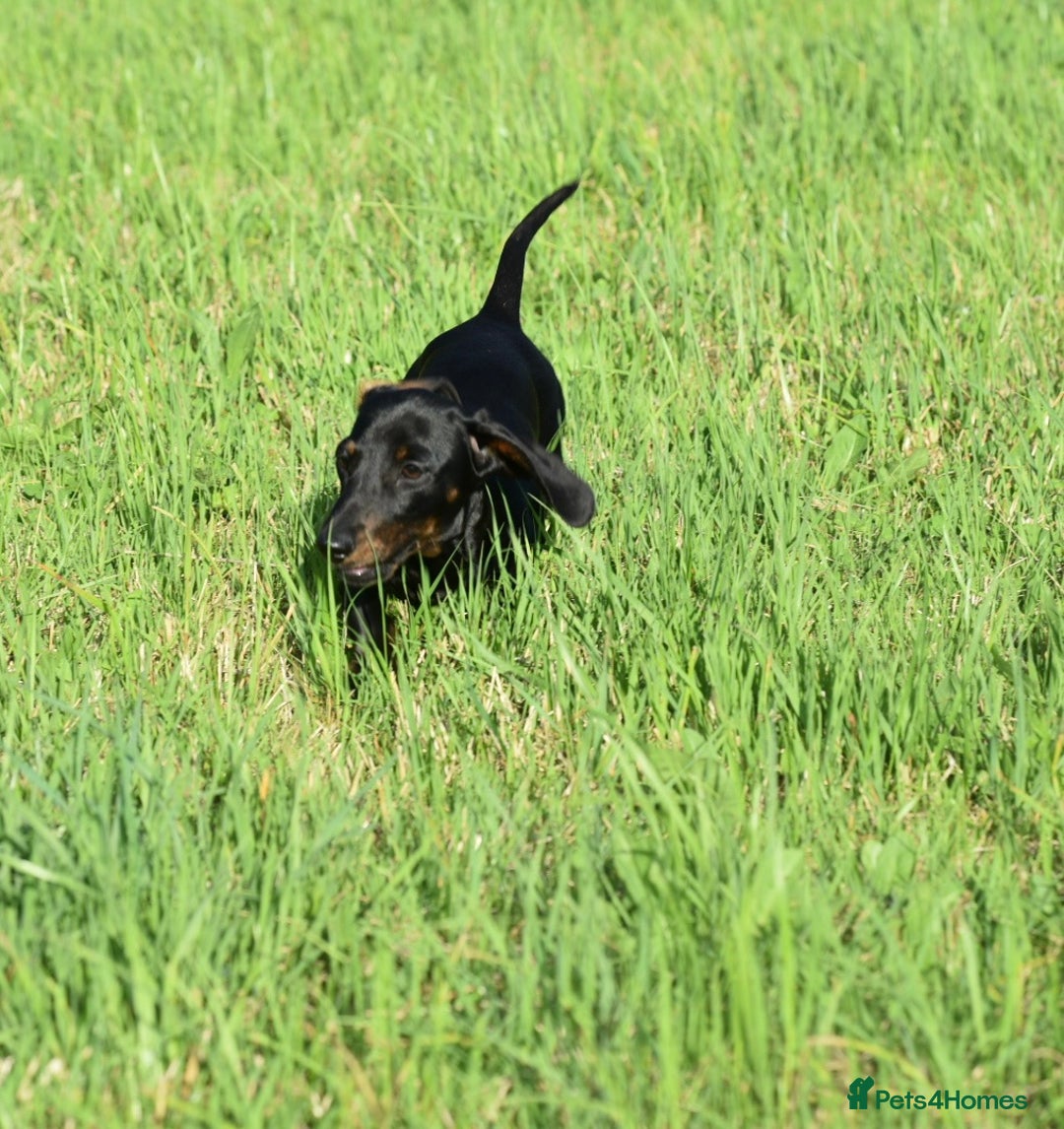 Miniature Dachshund dogs for sale: Mini smooth dachshund one boy available  in Newton Abbot - Image 18