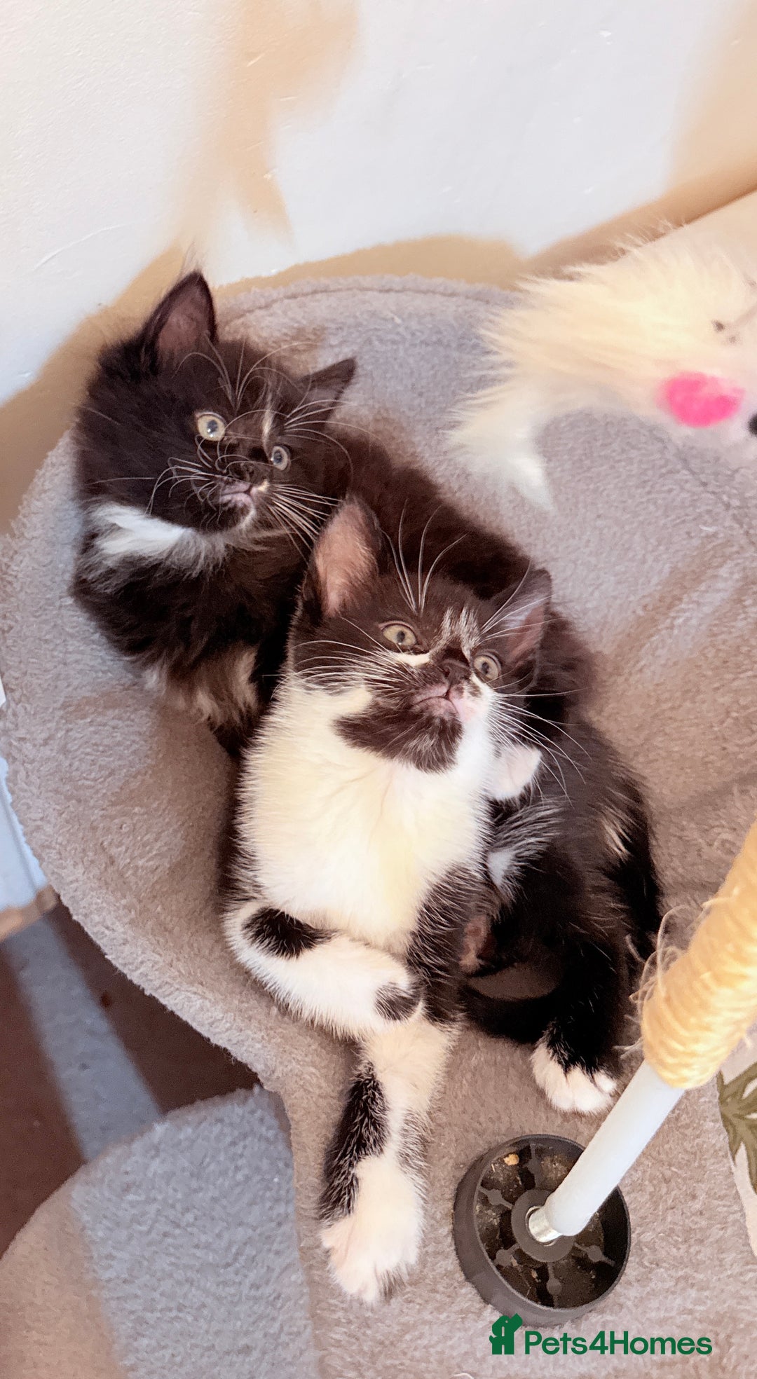 Mixed Breed cats for sale: 5 Beautiful Black & White Kittens Available  - Image 26