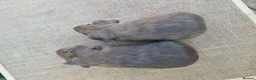 Guinea Pig rodents for sale: Pair of Male Guinea Pigs  - Advert 7