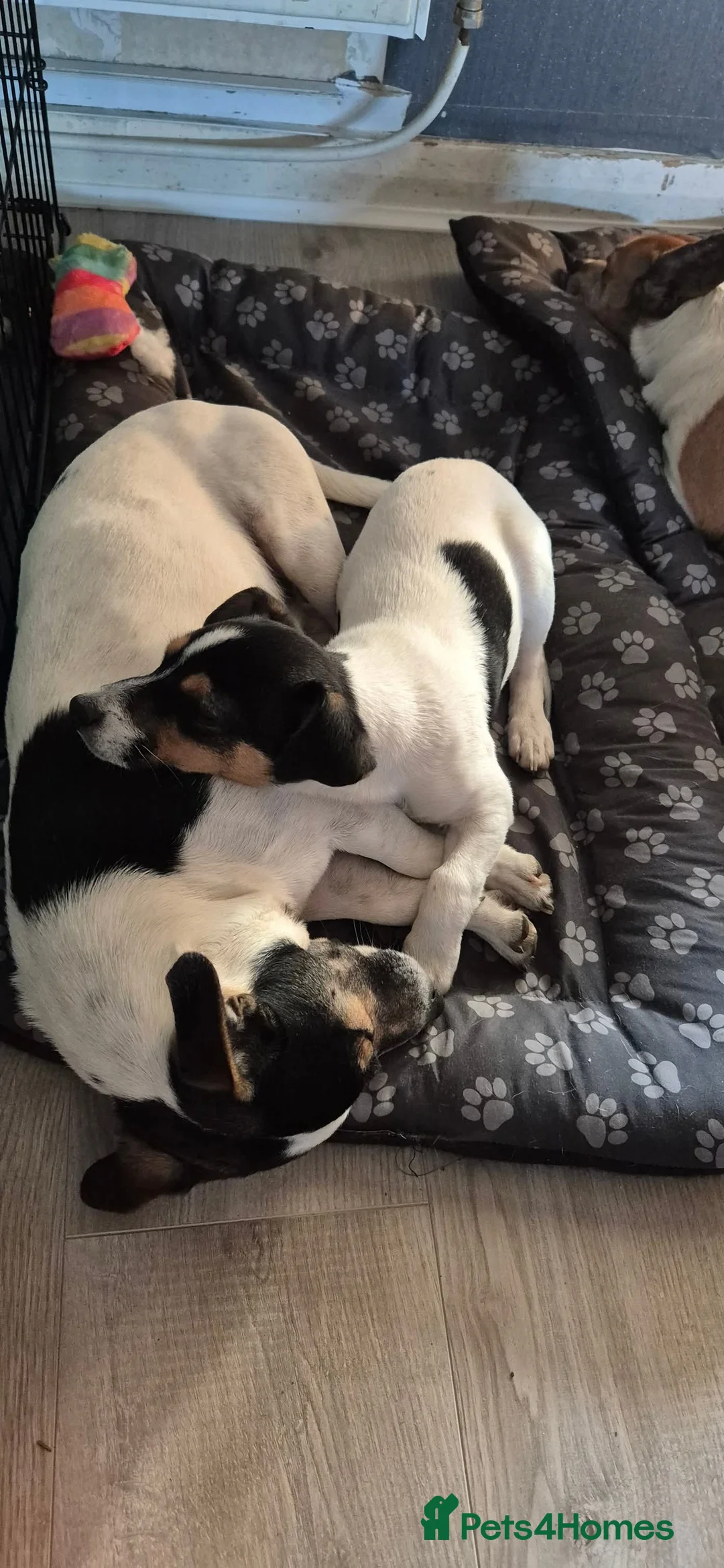 Jack Russell dogs for stud: Dog hes a boy  - Advert 3