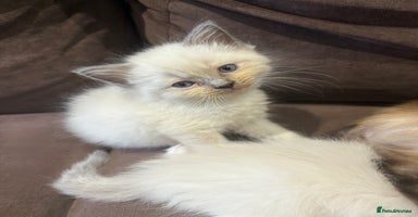 Ragdoll cats - Advert 9