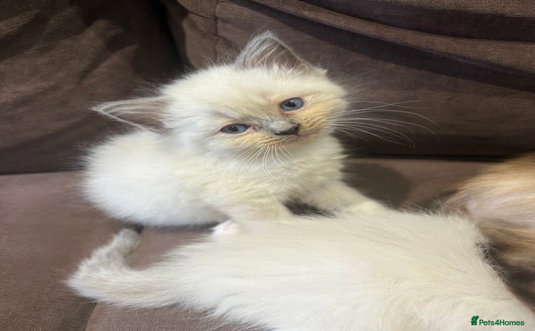 Ragdoll cats - Advert 16