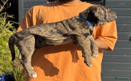 Mixed Breed dogs for sale: Last Four Mastiff pups available  - Image 29