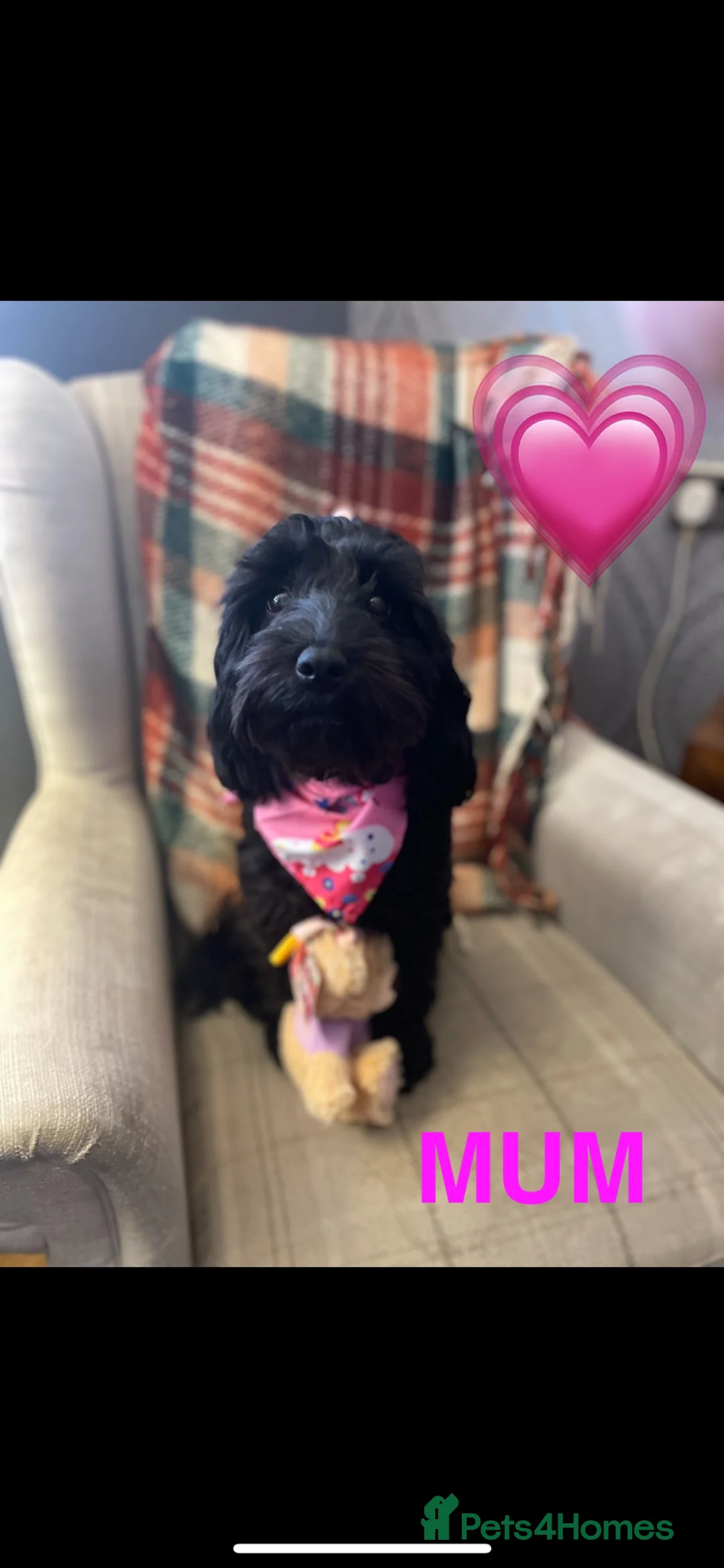 Cockapoo dogs for sale: Beautiful Cockapoo puppies  - Advert 2