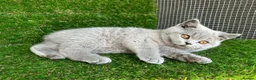 British Shorthair cats for sale: NEW BABIES ARRIVED GCCF British Shorthair Kittens in Tunbridge Wells - Advert 1