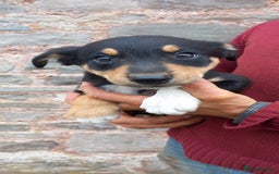 Border Collie dogs for sale: 7 adorable puppies available NOW - Image 7