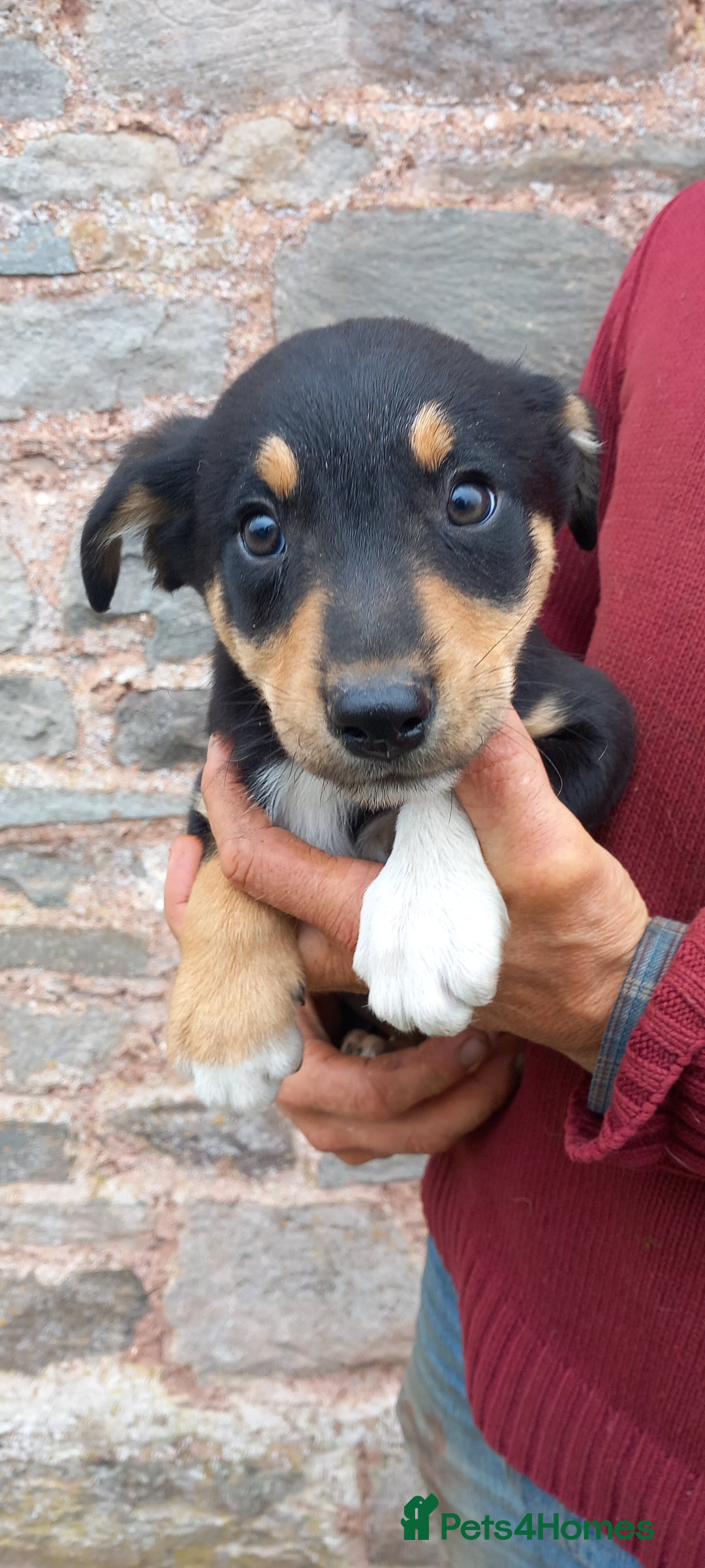 Border Collie dogs for sale: 7 adorable puppies available NOW - Image 7
