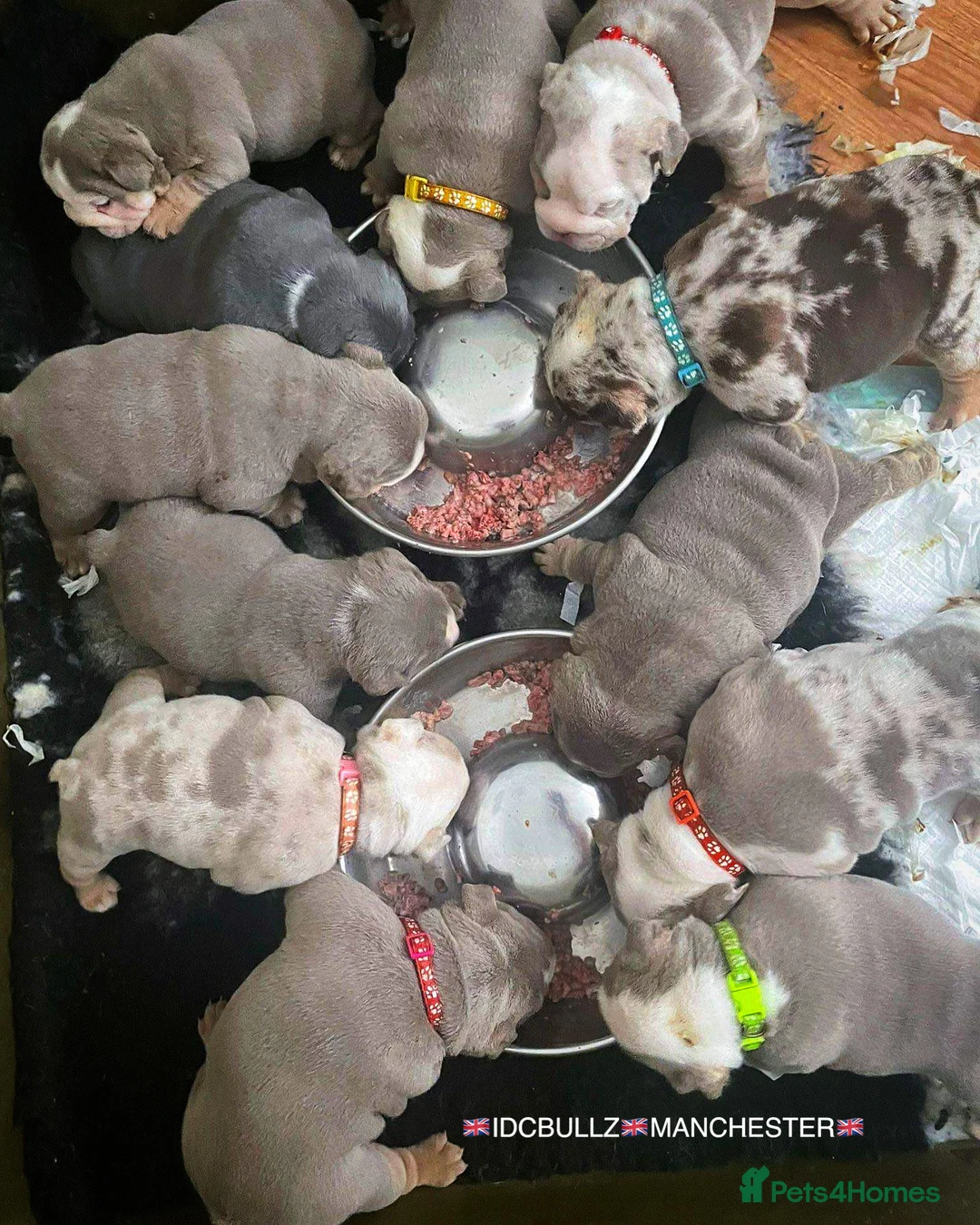 English Bulldog dogs for stud: Uncle Fester in Manchester - Advert 34