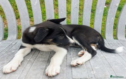 Border Collie dogs for sale: Tri-Colour Border Collie Puppies for New Homes - Image 6