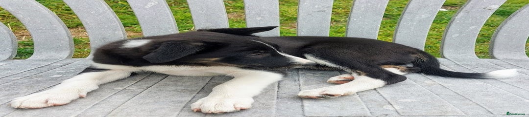 Border Collie Puppy 3