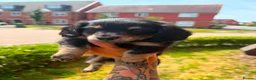 Miniature Dachshund dogs for sale: Stunning long hair Kennel club registered 🐾 - Advert 2