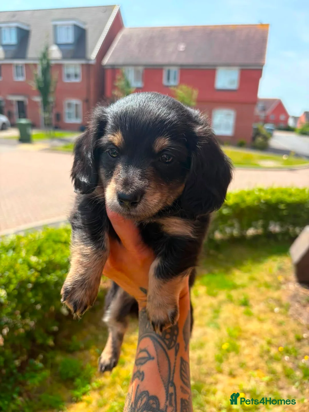 Miniature Dachshund dogs for sale: Stunning long hair Kennel club registered 🐾 - Advert 2