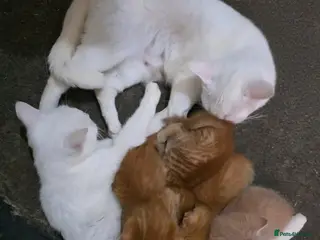 Turkish Angora cats Ginger and tabby kittens - Advert 1