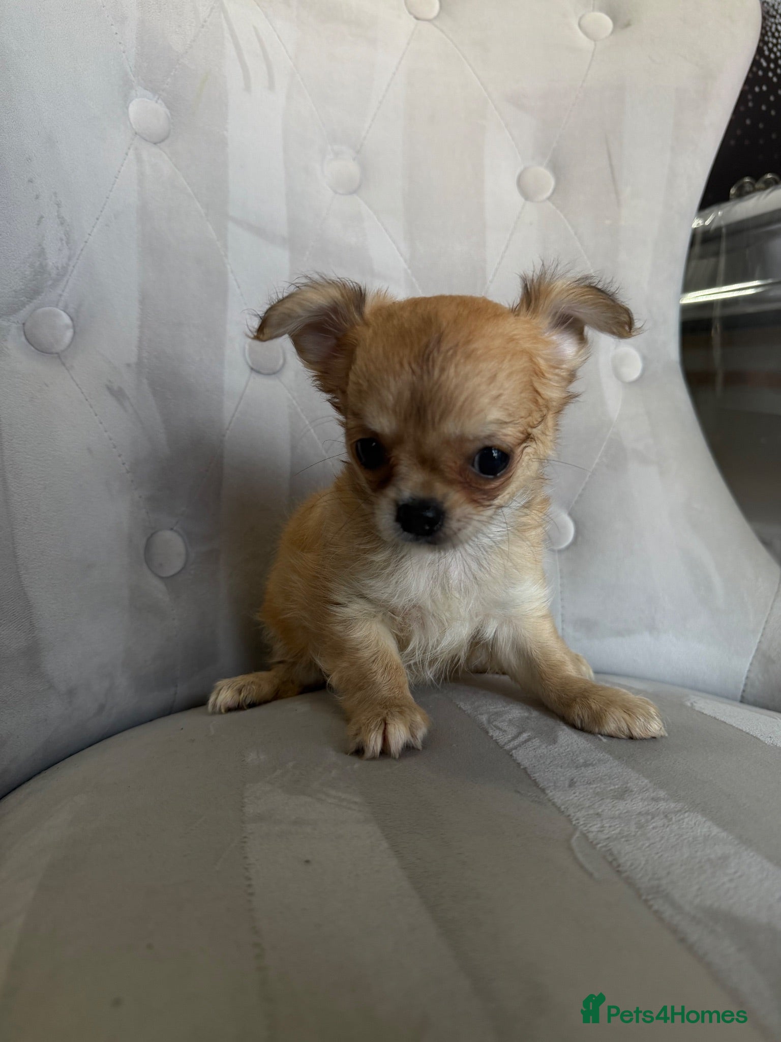 Chihuahua dogs 1 lovely little girl left🩷 - Advert 1