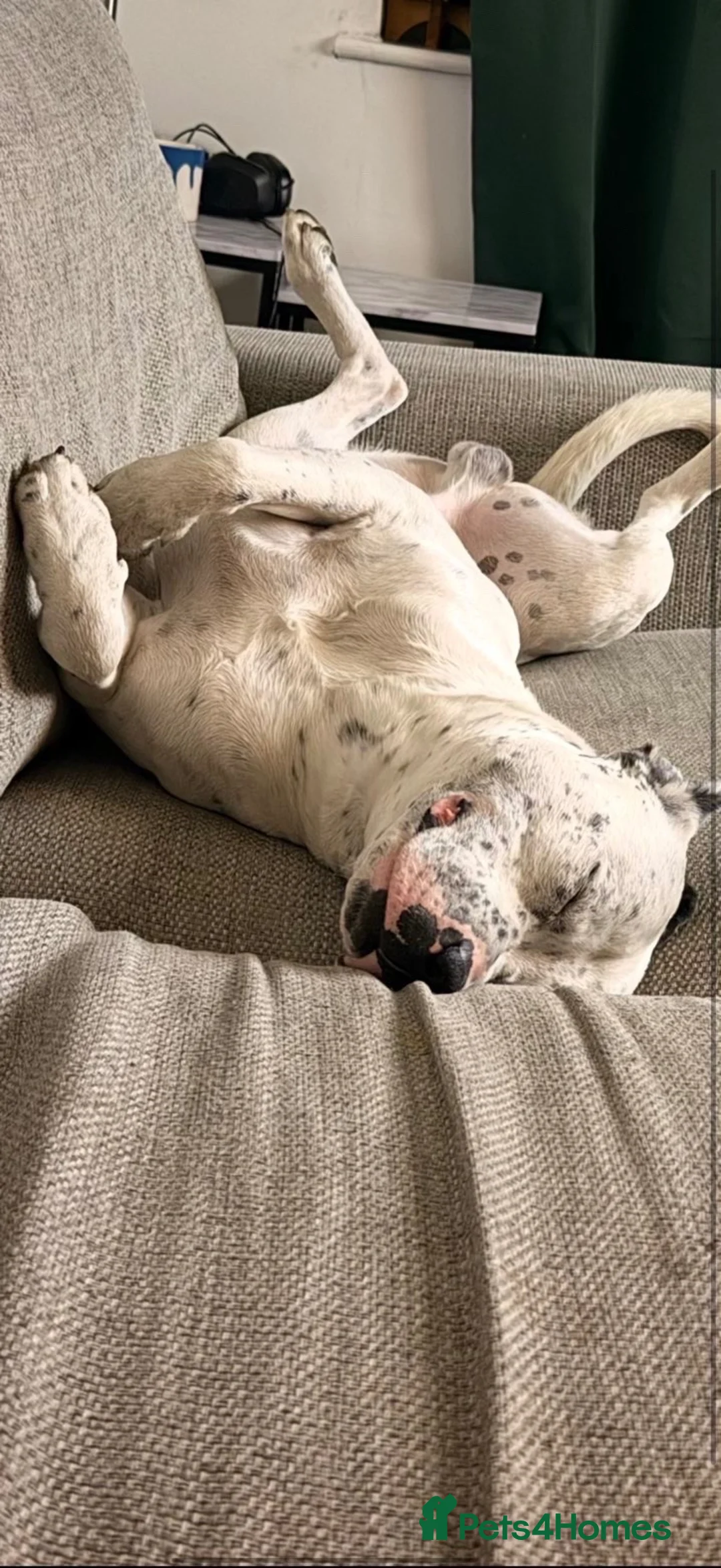 Mixed Breed dogs for sale: Staffie for rehoming through no fault of his own  in Hull - Advert 1