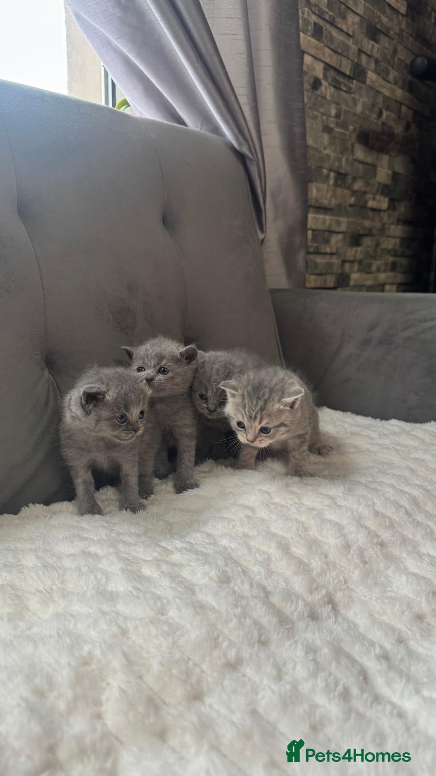 British Shorthair cats British shorthair kittens  - Advert 2