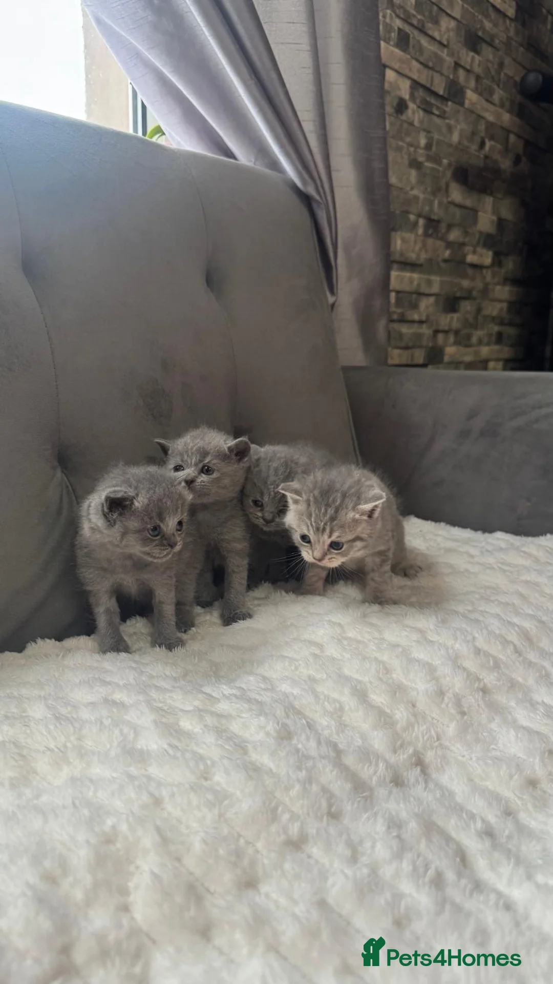 British Shorthair cats for sale: British shorthair kittens  - Advert 1