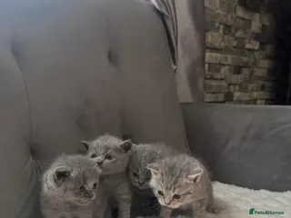 British Shorthair cats British shorthair kittens - Advert 2