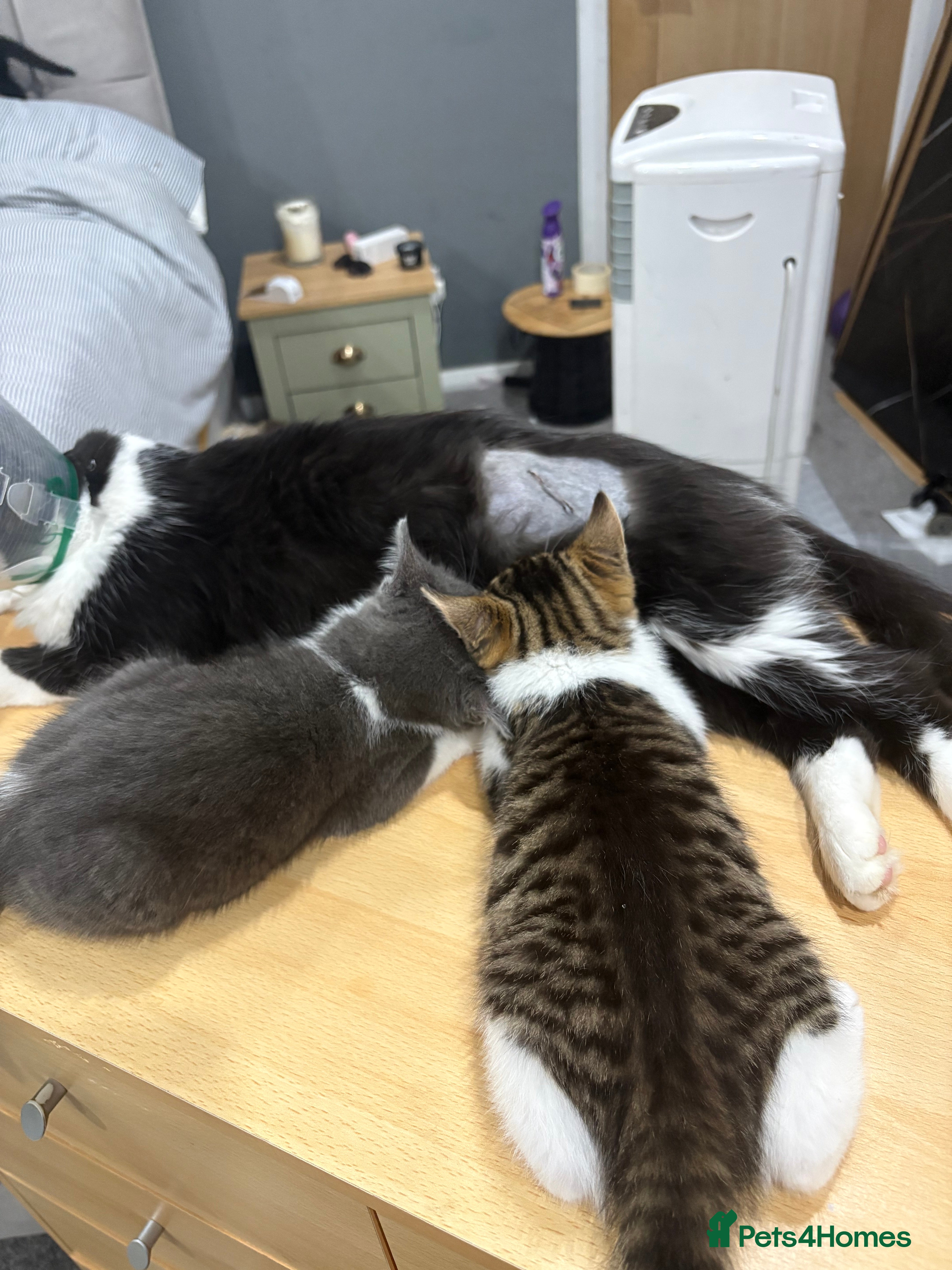 Mixed Breed cats Siamese x Maine coon x - Advert 2