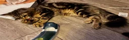 Maine Coon cats for sale: Stunning tabby pedigree XL Maine Coons ready now! - Advert 24