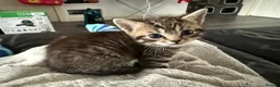 British Shorthair cats for sale: British Shorthair  - Advert 9