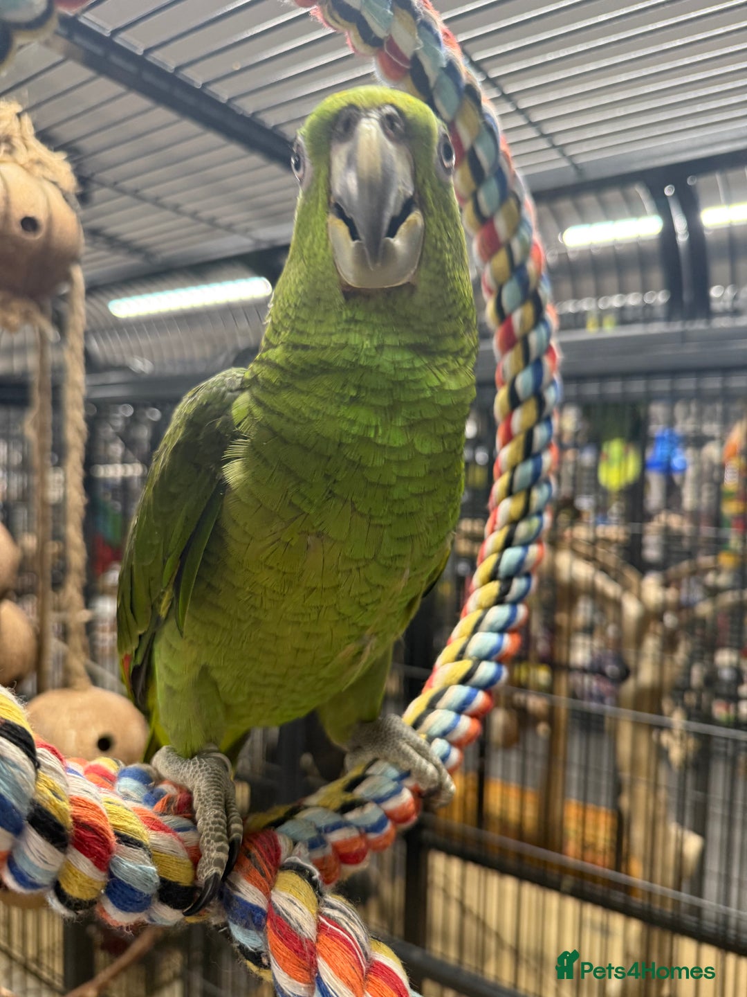 Parrots birds for sale: Selection of gorgeous handreared baby amazons  - Advert 2