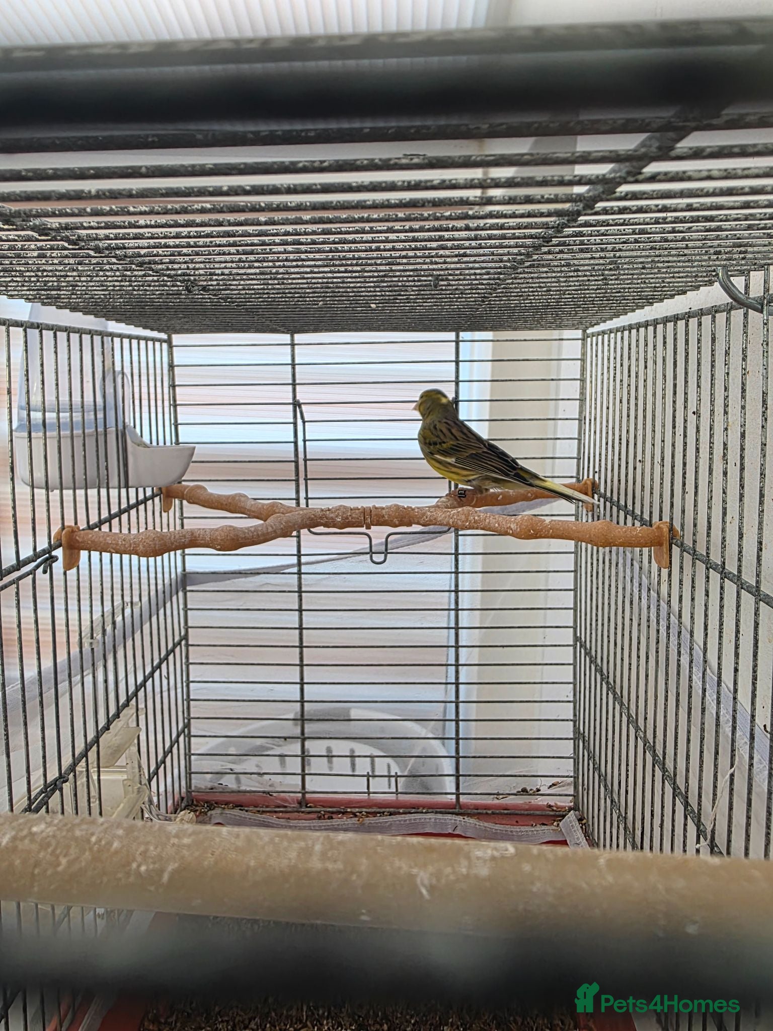 Canaries birds 1 year old canary  - Advert 3