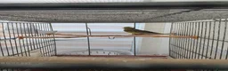Canaries birds for sale: 1 year old canary  - Advert 1
