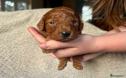 Cockapoo dogs for sale: ✨ Gorgeous Cockapoo Puppies ✨ - Image 14