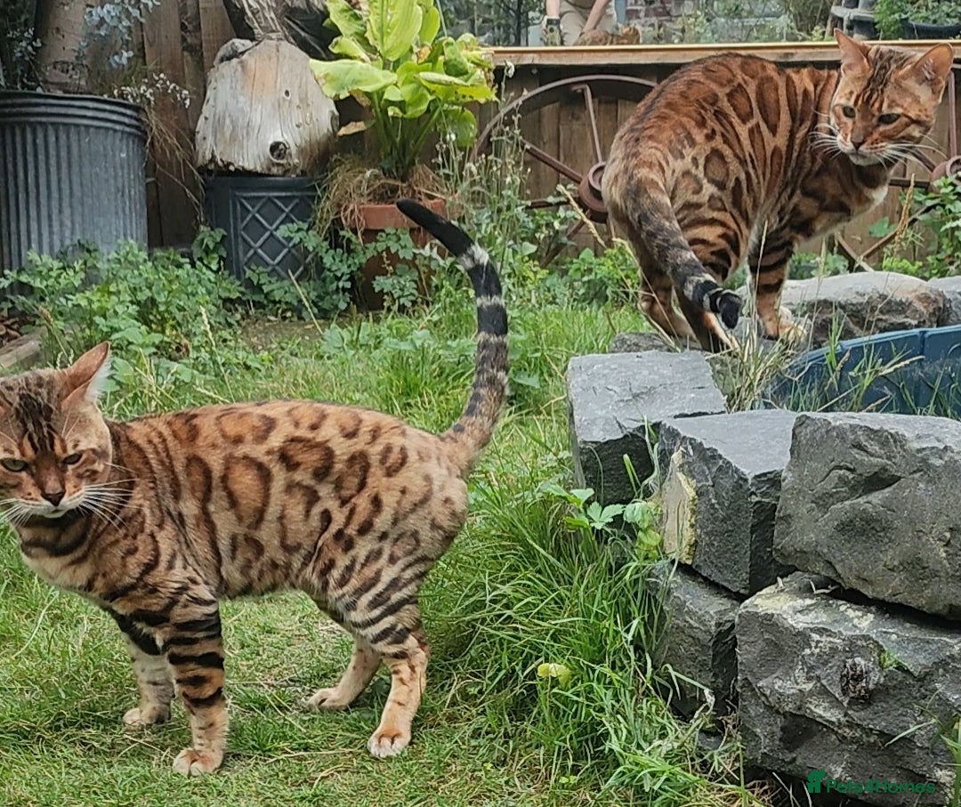Bengal cats for sale: 🐆 Stunning TICA Registered Bengals Available 🐾 - Image 1