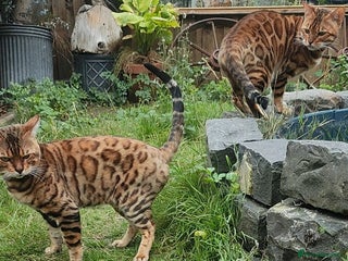 Bengal cats - Advert 11