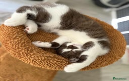 British Shorthair cats for sale: GCCF Registered British Shorthair Kittens  - Image 7