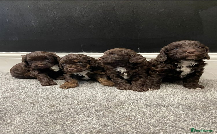 Cockapoo dogs - Advert 9