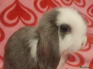 Mini Lop rabbits Baby Mini Lop bunnies ready to reserve now - Advert 3