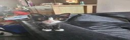 Mixed Breed cats for sale: Beautiful tux kitten for sale in Newport - Advert 3