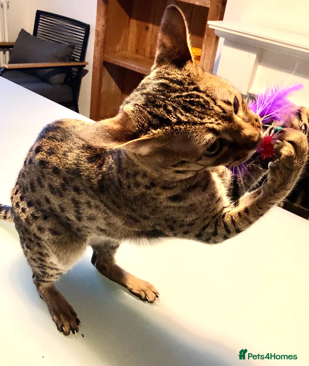 Savannah cats for sale: Stunning f3c female savannah  - Advert 3