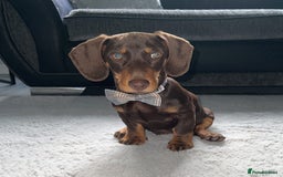 Dachshund dogs for sale: Cute Standard Dachshund Puppy - Image 4