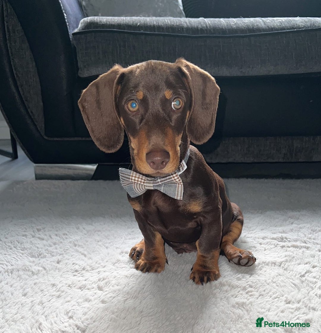 Dachshund dogs for sale: Cute Standard Dachshund Puppy - Image 4