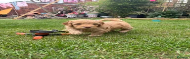 Cockapoo 5