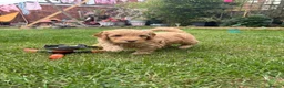 Cockapoo dogs for sale: Cockapoo F1B puppies - Advert 5