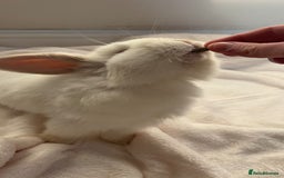 Mini Lop rabbits for sale: Mini Lop Bunny - Mickey - Image 7