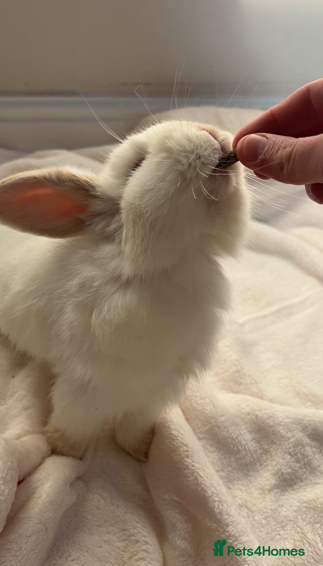 Mini Lop rabbits for sale: Mini Lop Bunny - Mickey - Image 7