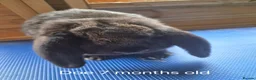 French Lop rabbits for sale: 6 show type french lops  - Advert 5