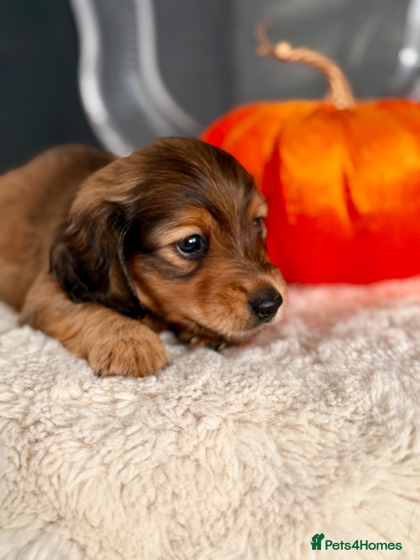 Miniature Dachshund dogs 🏆Champion Lines Minature Dachshunds🏆 - Advert 2