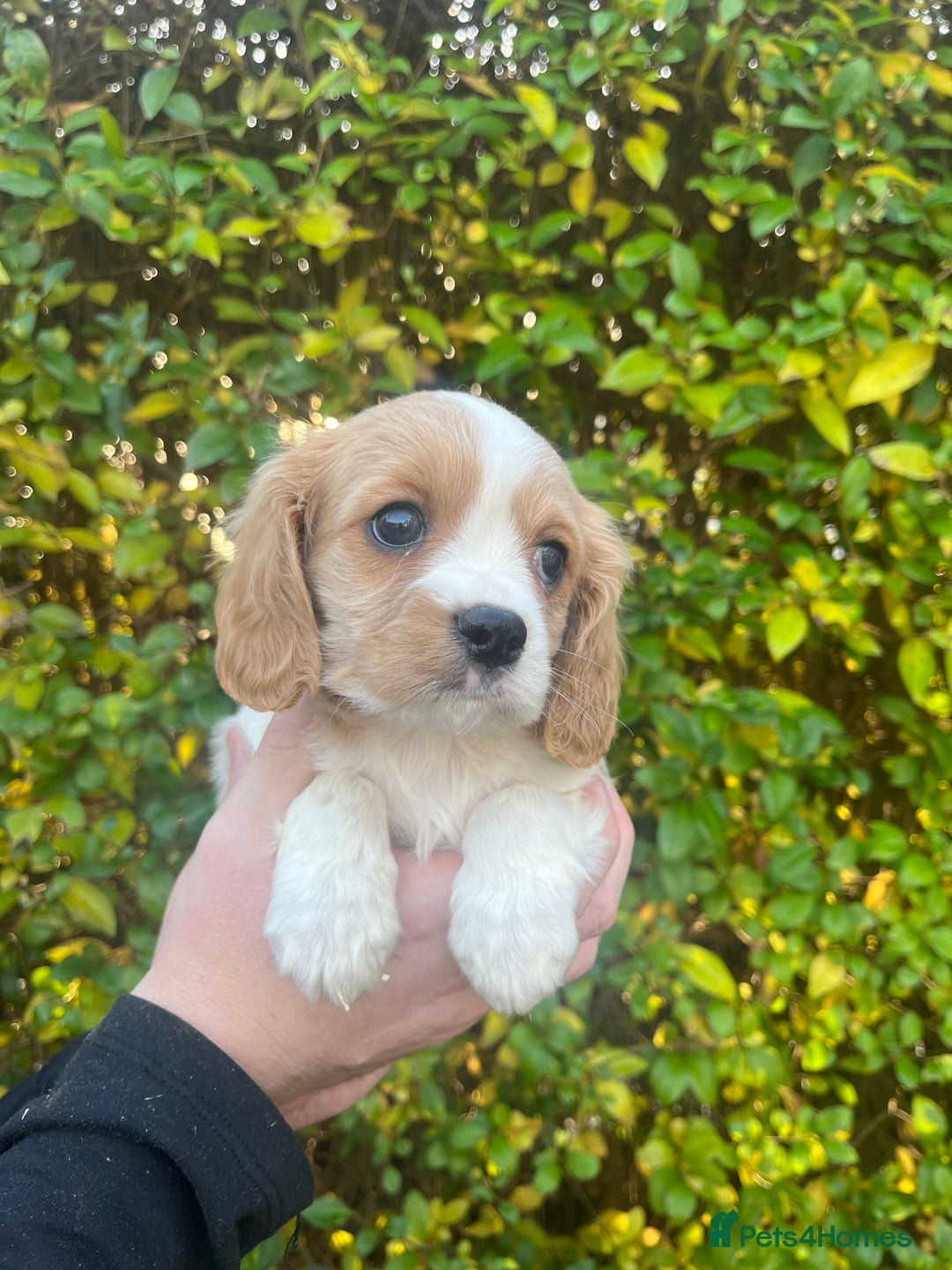 Cavachon dogs for sale: Cavachon Puppies Health Tested Clear  - Advert 7